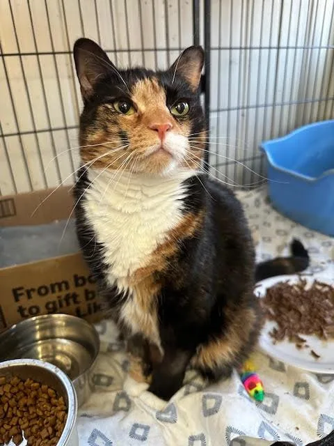 An adult medium-sized female Domestic Short Hair cat named Cleo for adoption in Broomall, PA