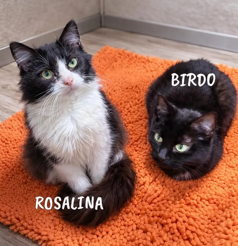 Birdo @ Medina Petsmart thumbnail 3