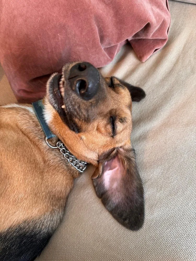 Buster Brown thumbnail 2