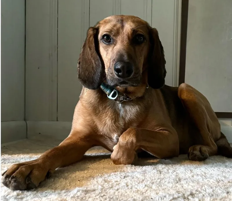 Buster Brown thumbnail 6