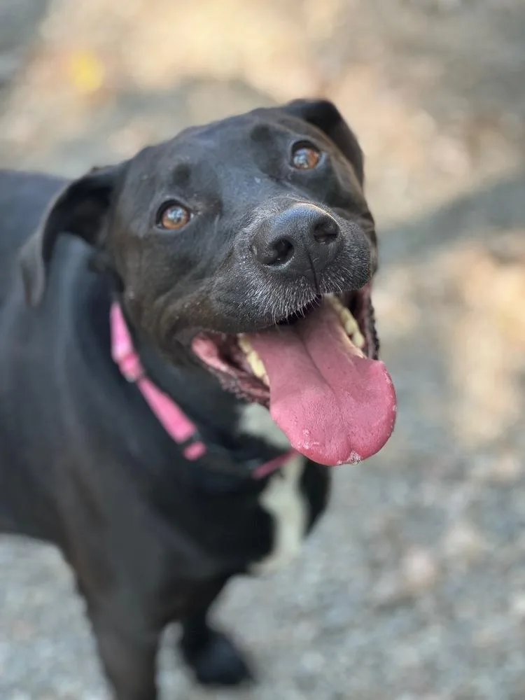 Bagheera thumbnail 3