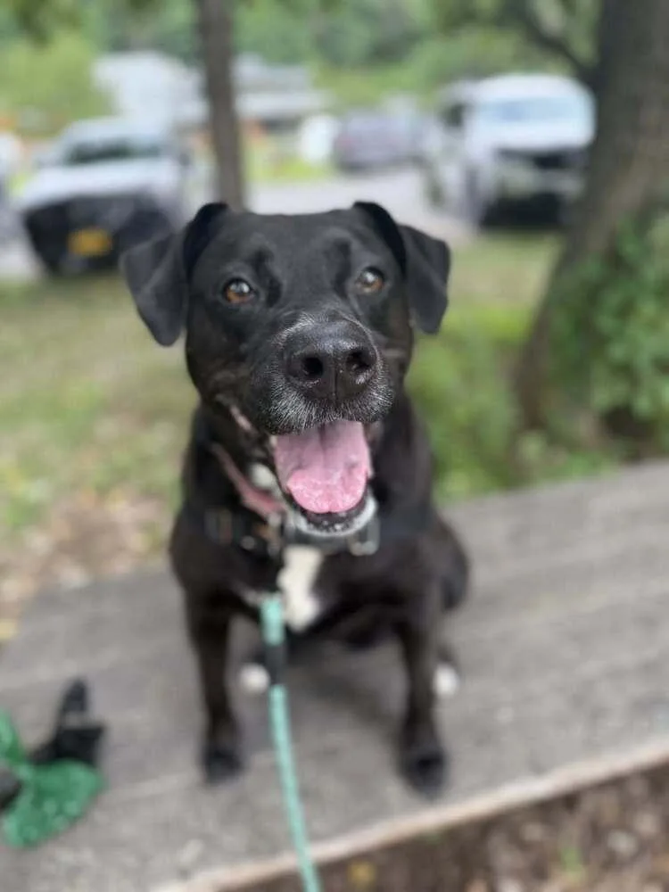 Bagheera thumbnail 4