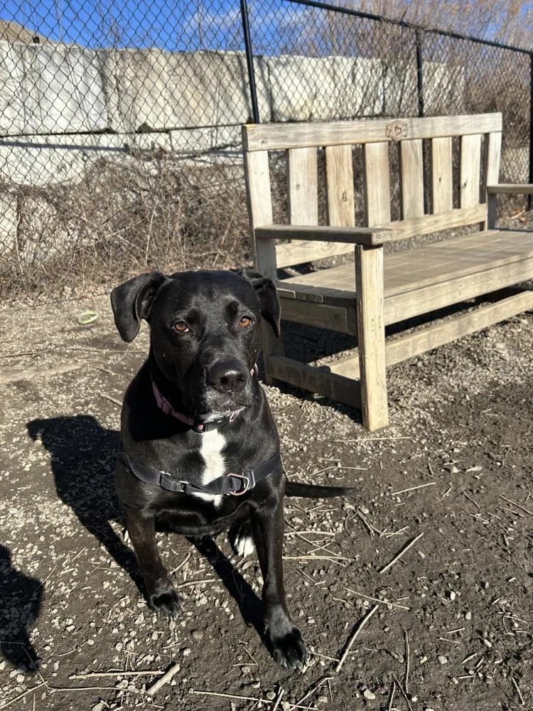 Bagheera thumbnail 5