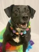 Bagheera thumbnail 6