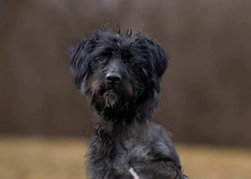 Hagrid  I'm A thumbnail 3