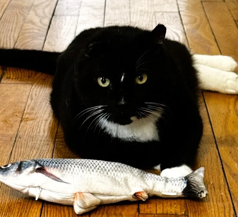 King Leo thumbnail 2