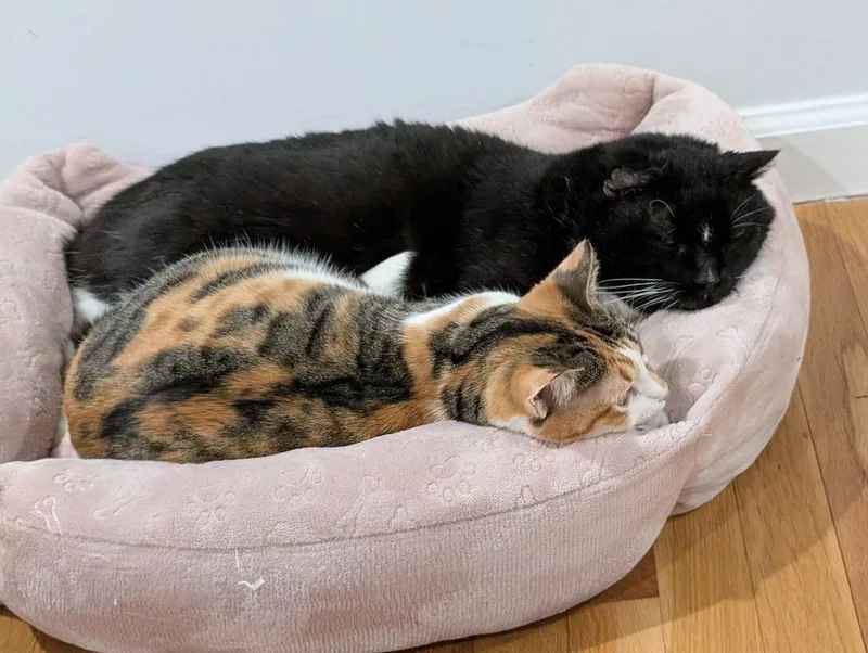 King Leo thumbnail 3