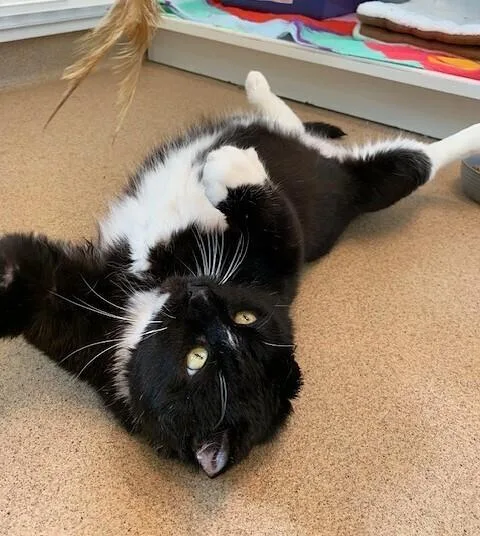 King Leo thumbnail 4