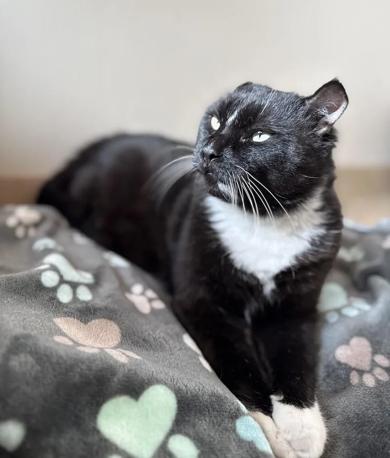 King Leo thumbnail 5