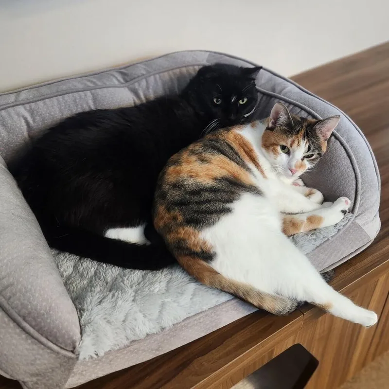 King Leo thumbnail 6