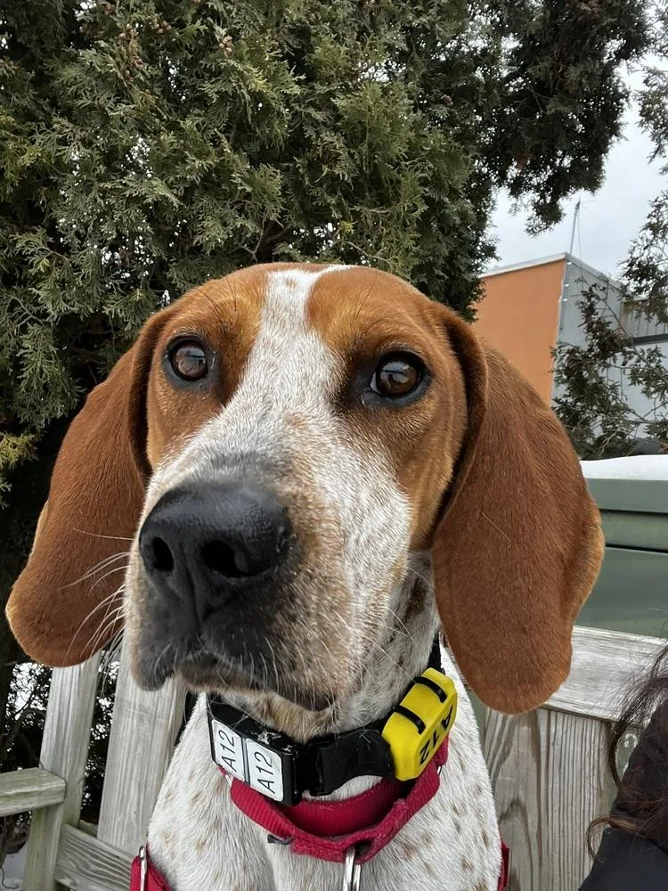 Maple Syrup thumbnail 2