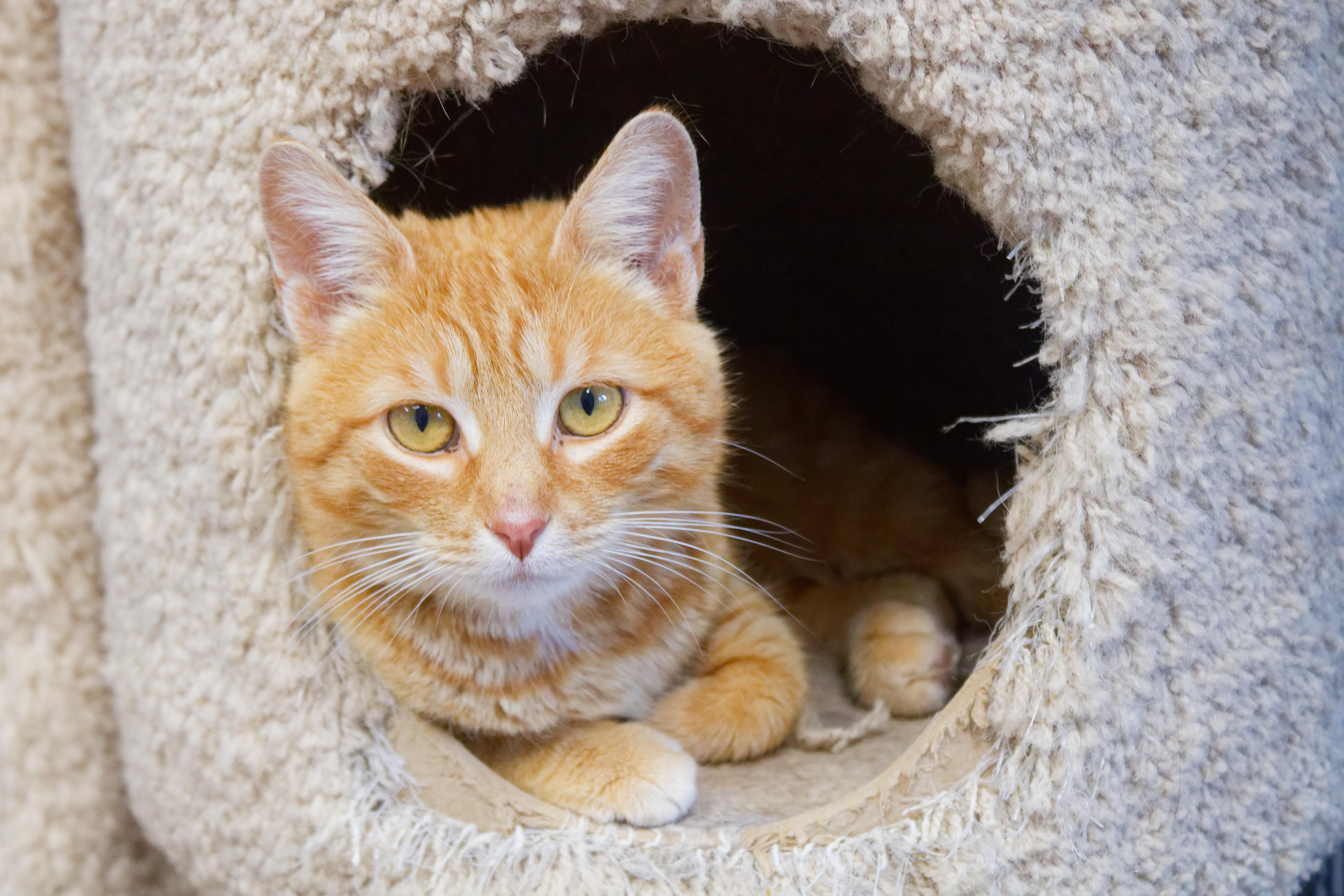 Persuasian thumbnail 2