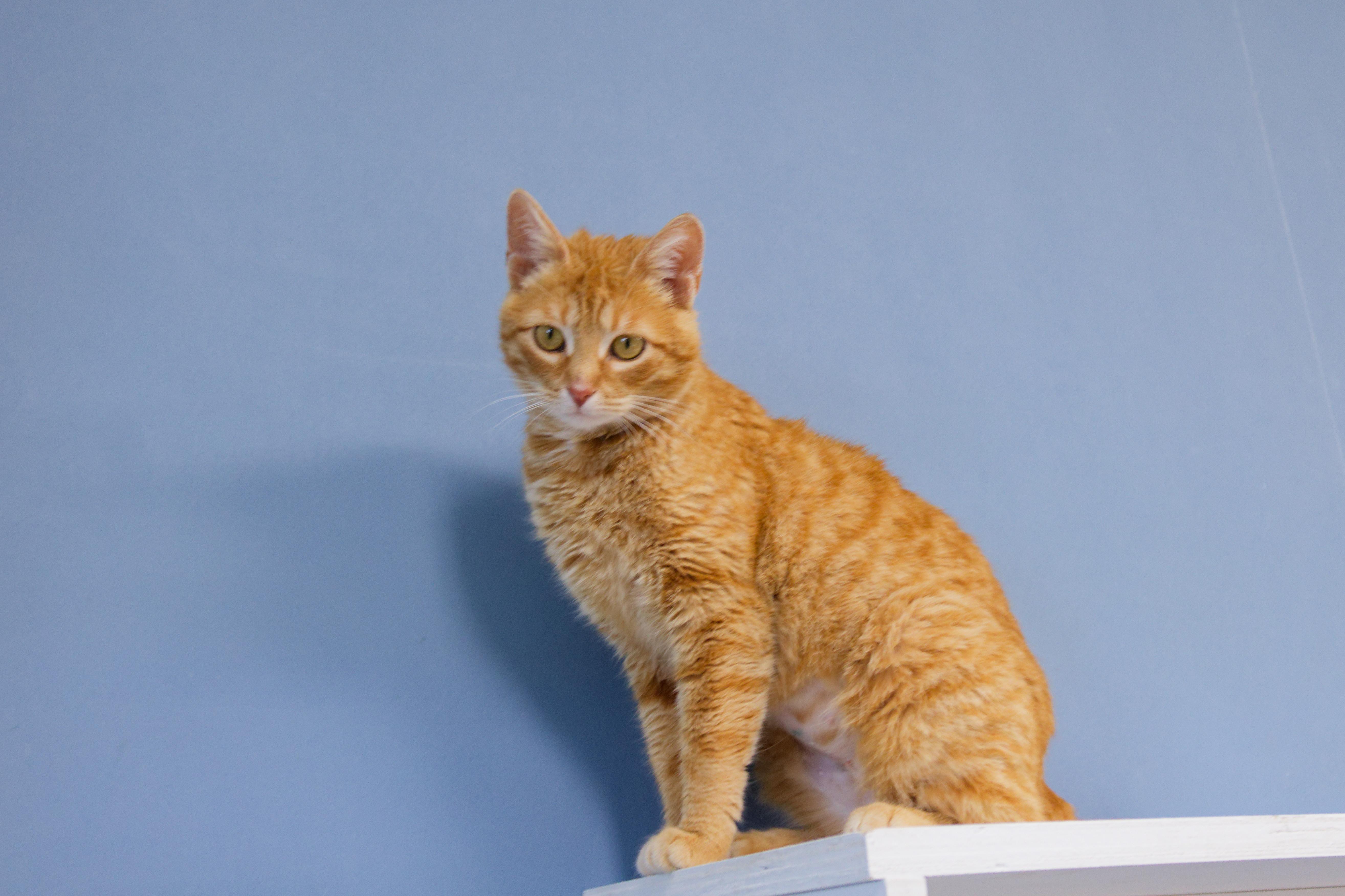 Persuasian thumbnail 3