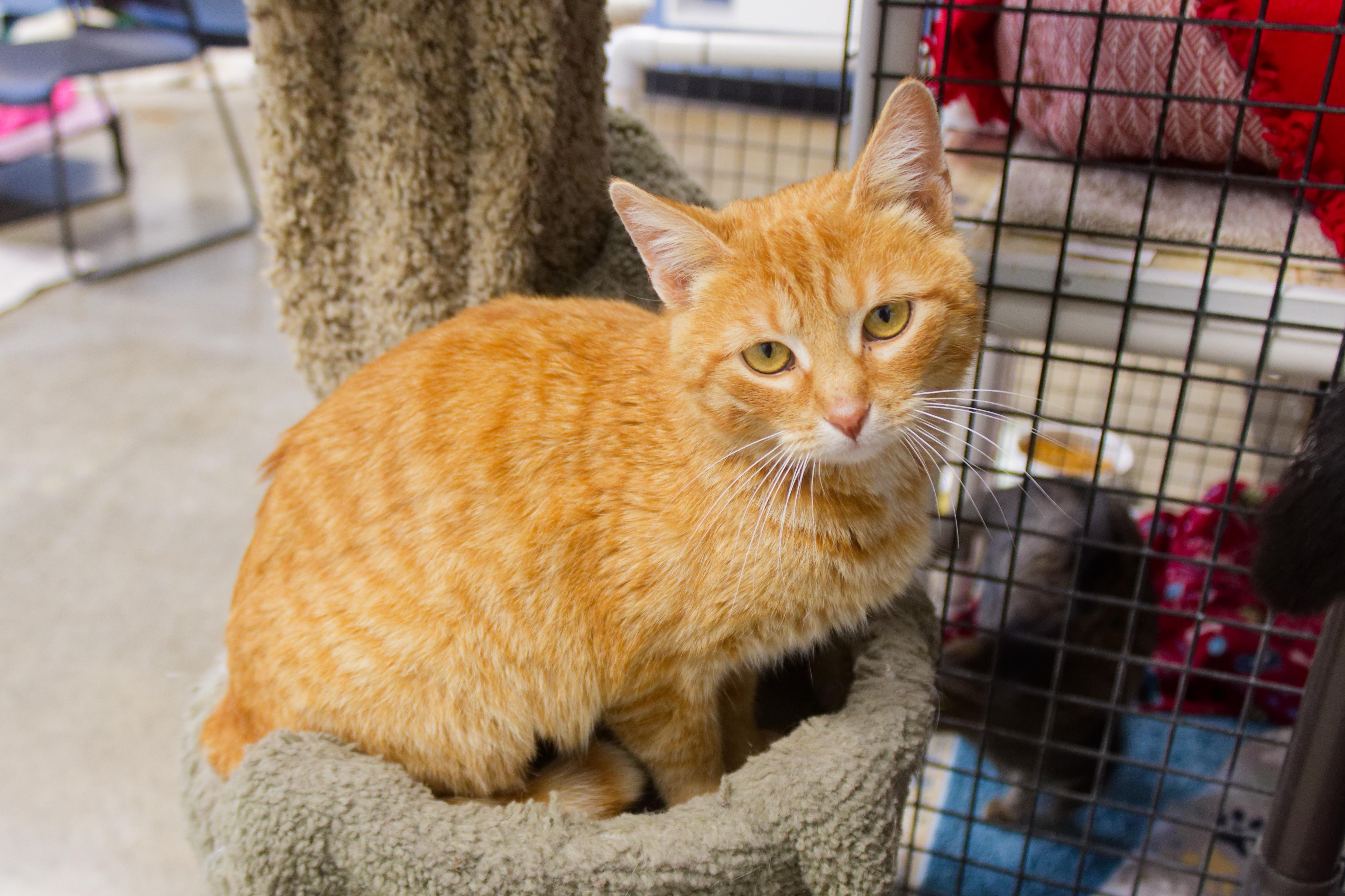 Persuasian thumbnail 4