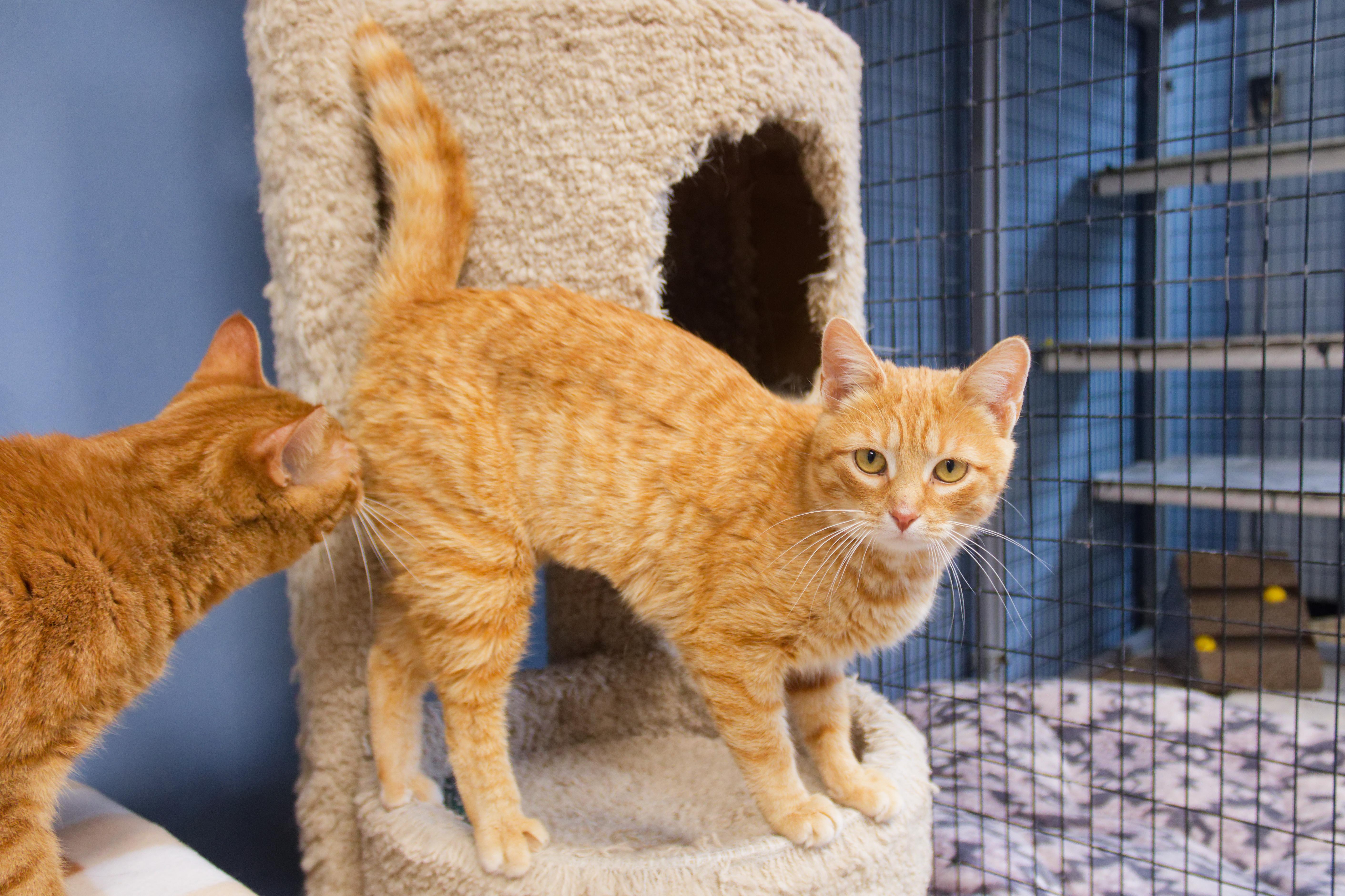 Persuasian thumbnail 6