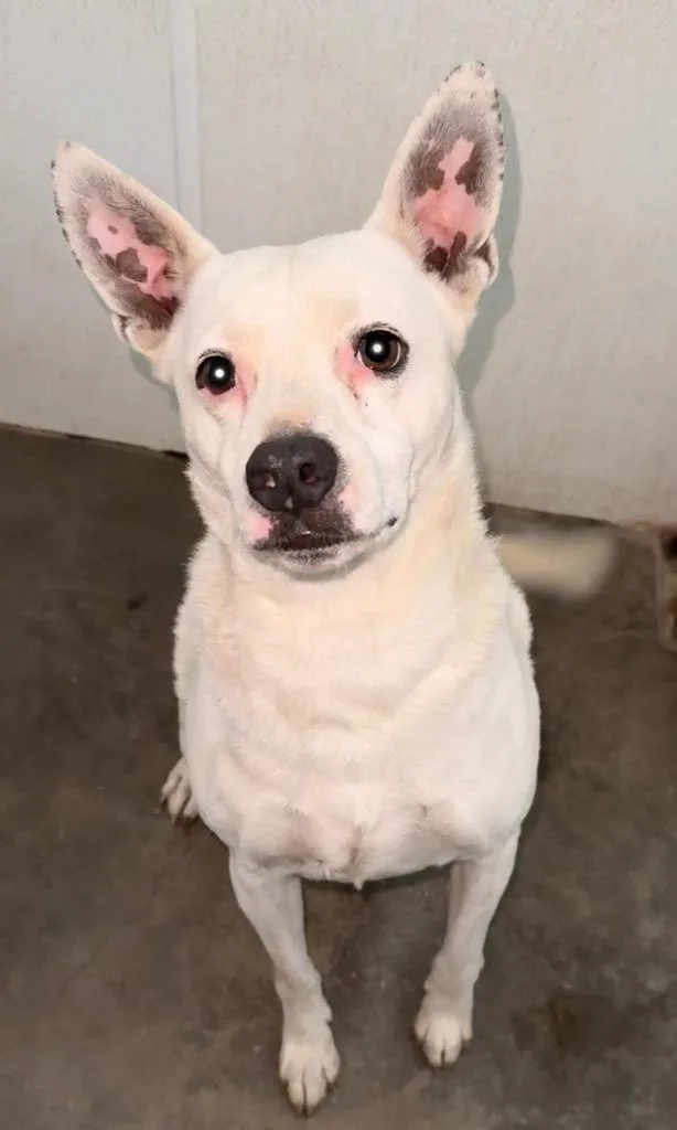 A senior medium-sized male Mixed Breed dog named Duke for adoption in Thousand Oaks, CA