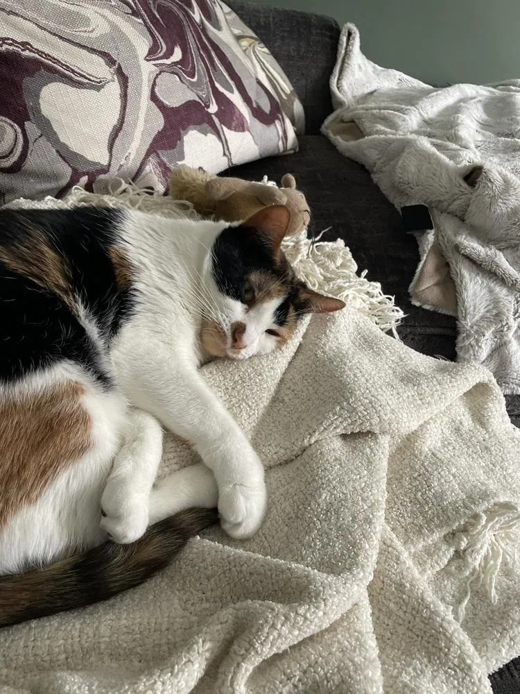 Sweetie Pie thumbnail 2