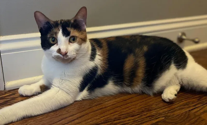 Sweetie Pie thumbnail 3