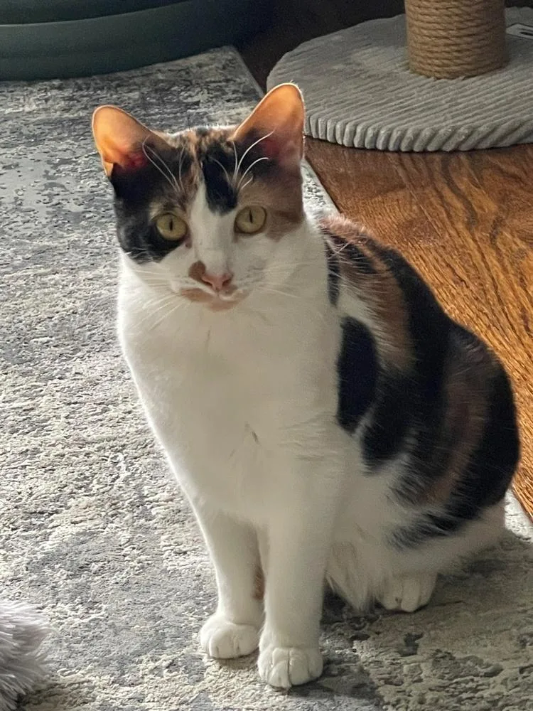 Sweetie Pie thumbnail 4