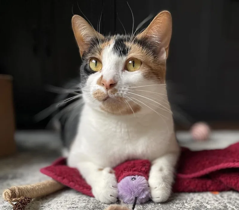 Sweetie Pie thumbnail 5