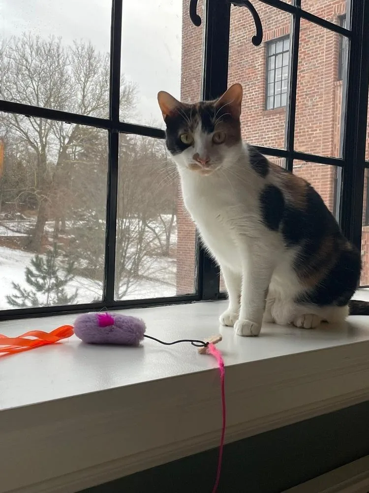 Sweetie Pie thumbnail 6