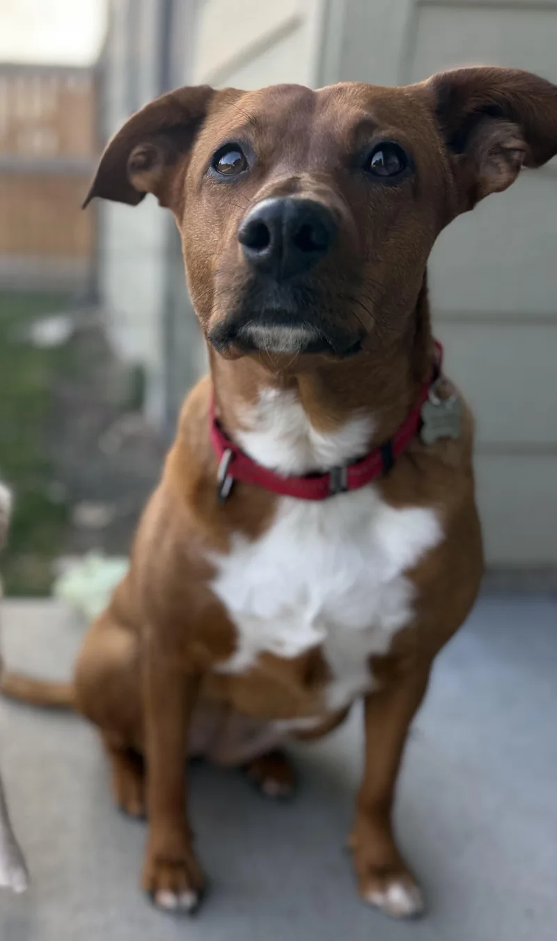 Starlight thumbnail 3