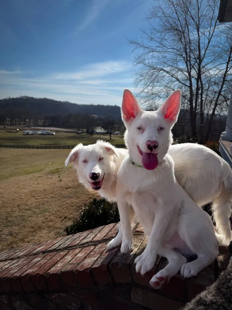 Frostyspecial Needs thumbnail 3