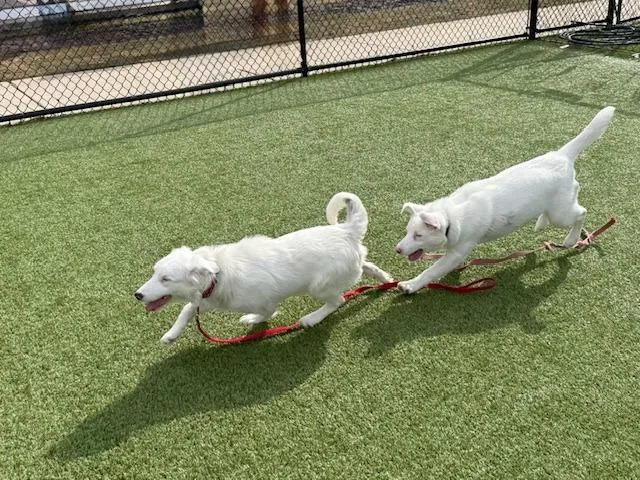 Frostyspecial Needs thumbnail 5