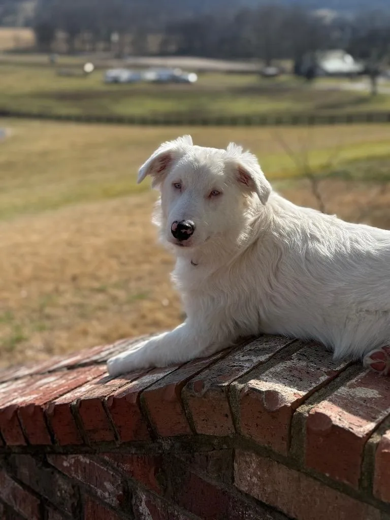 Frostyspecial Needs thumbnail 6