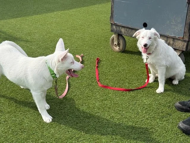 Powder Special Needs thumbnail 2