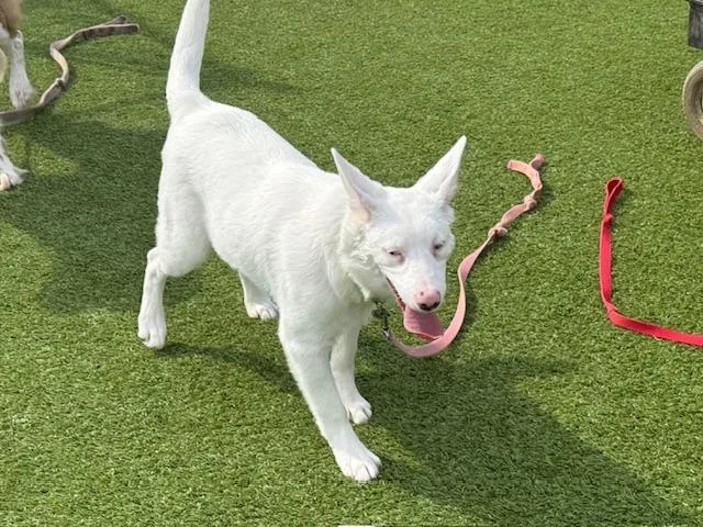 Powder Special Needs thumbnail 3