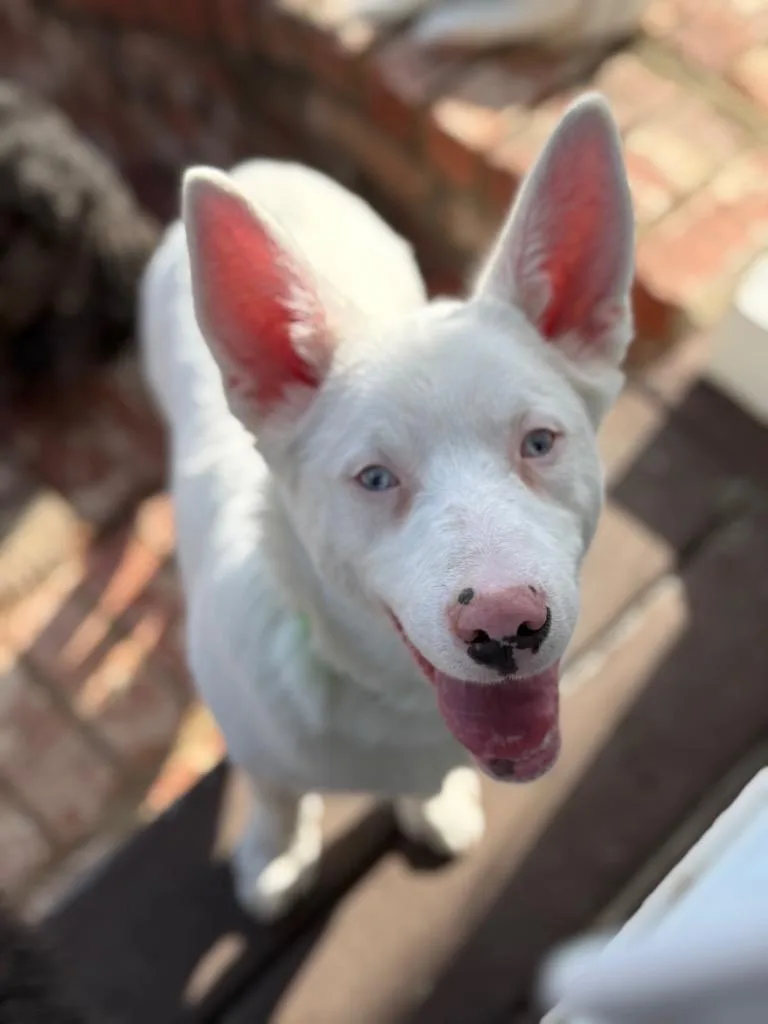 Powder Special Needs thumbnail 4