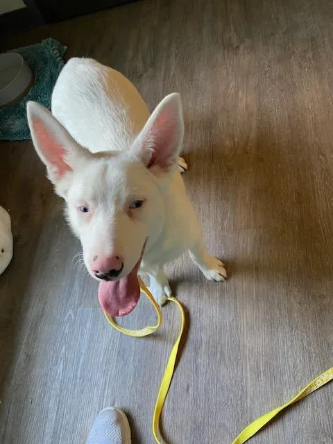 Powder Special Needs thumbnail 5