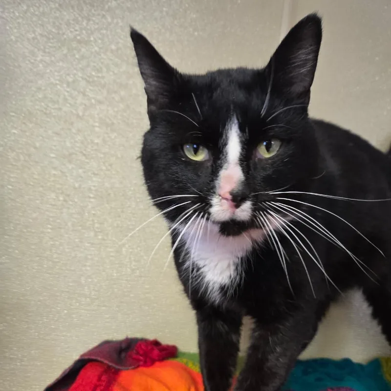 Schooner thumbnail 3