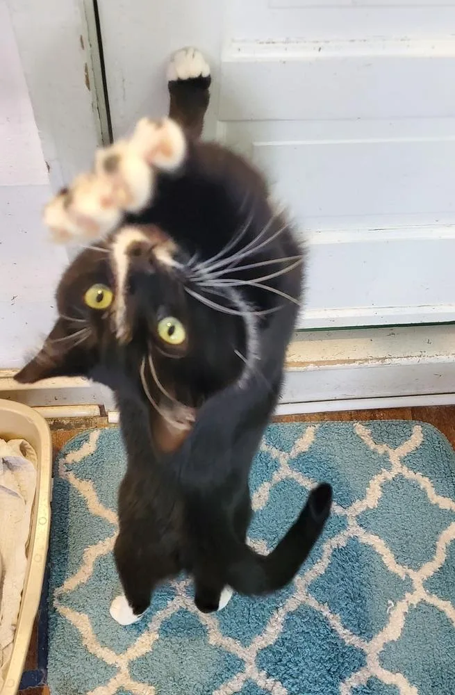 Percy Pallas thumbnail 2