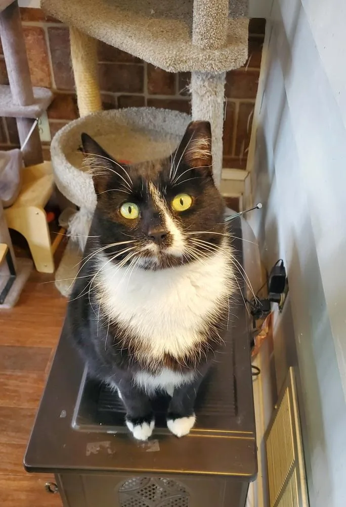 Percy Pallas thumbnail 3