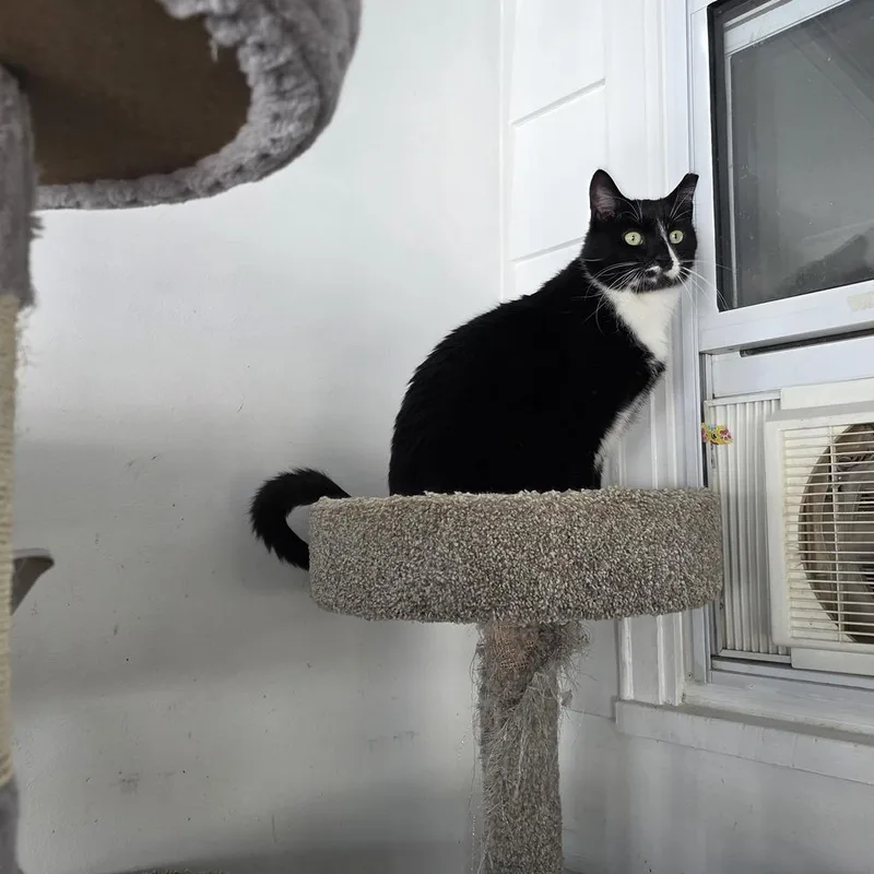 Percy Pallas thumbnail 4