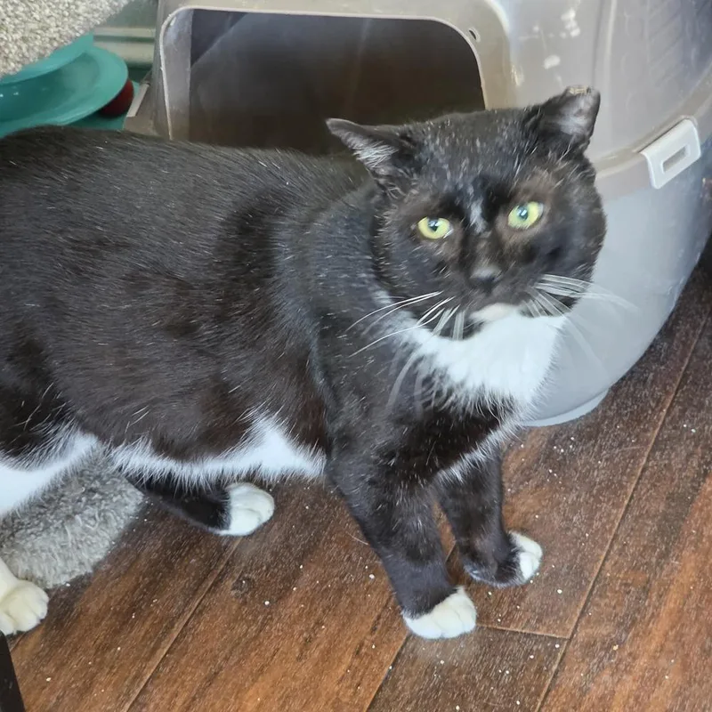 Thomas St Bernard thumbnail 2