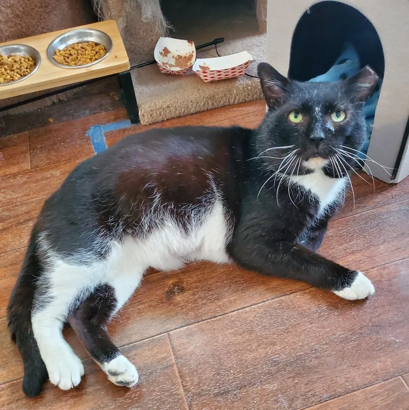 Thomas St Bernard thumbnail 3