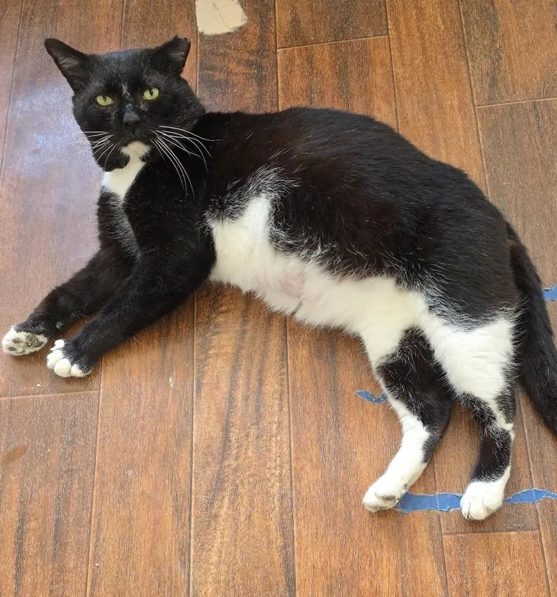 Thomas St Bernard thumbnail 4