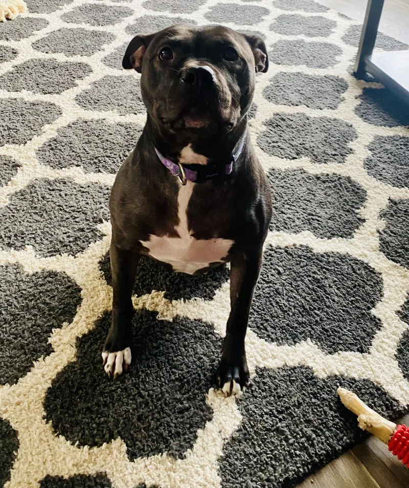 Sugar Bean thumbnail 2