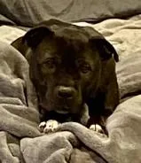 Sugar Bean thumbnail 3