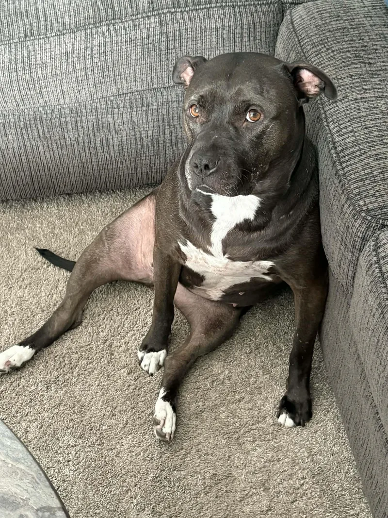 Sugar Bean thumbnail 4