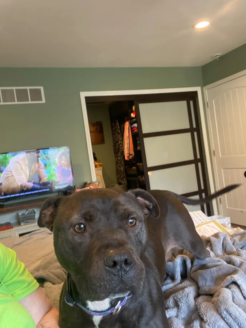 Sugar Bean thumbnail 6