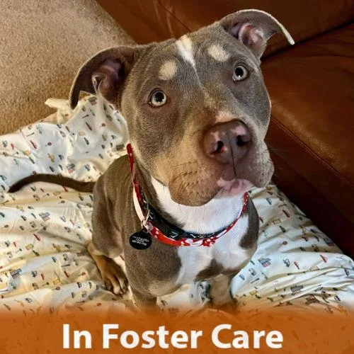 Sugarplum thumbnail 2