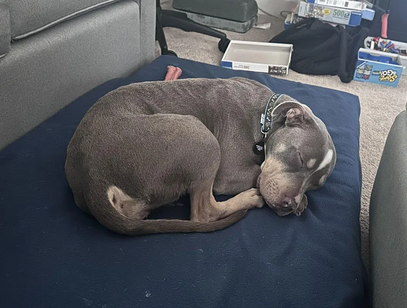 Sugarplum thumbnail 3