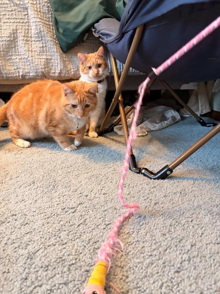 Mikan  Yuzu  thumbnail 2