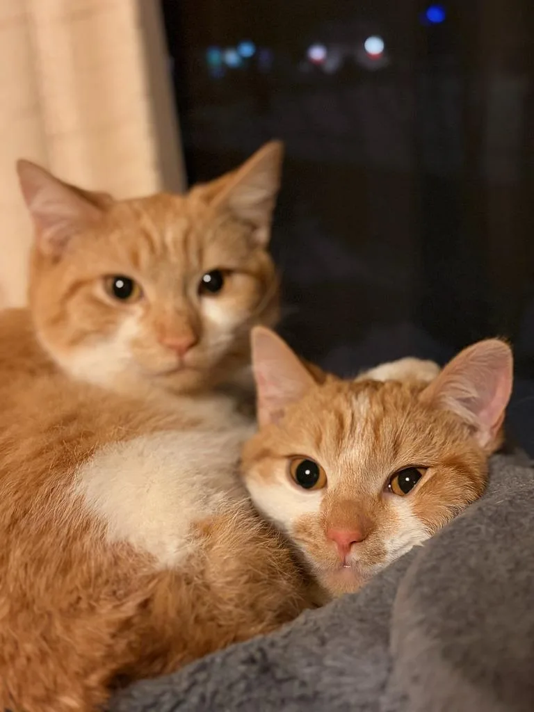 Mikan  Yuzu  thumbnail 3