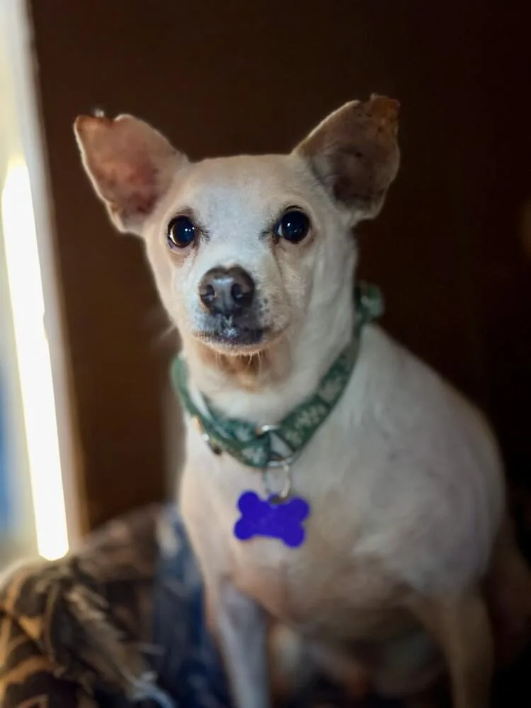 Bobarino thumbnail 2