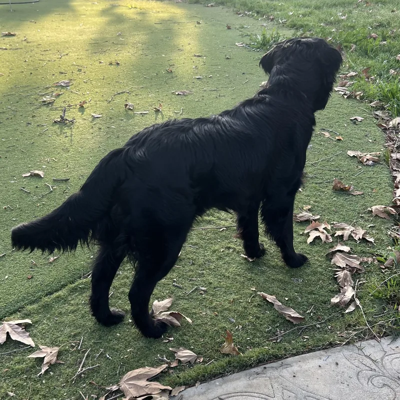 Laila~ Affectionate And Gorgeous thumbnail 2